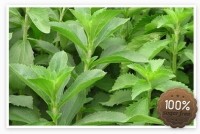 stevia is a small grent plant orginating around border area between paraquay and Brazil