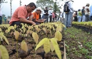 ecuador farmers on cocoa plantation