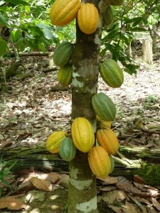 Cocoa pods on tree - Ghana RA crop