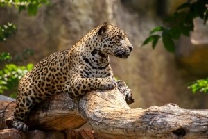 jaguar - GettyImages-winyoo08
