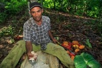 Farmer opening cocoa DR small