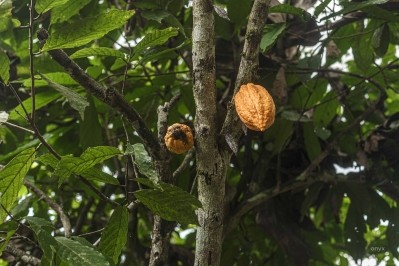 Cocoa Swollen Shoot Virus Disease (CSSVD) is devastating  Ghana's cocoa crop. Pic:cocoapost.com