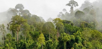 The UK needs to make good on promises, and support farmers to protect forests and build a fairer future, Fairtrade said. Pic Nestle