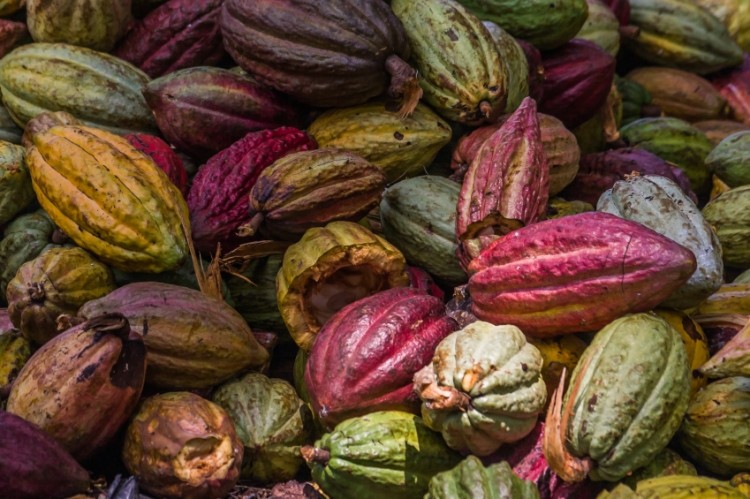 Barry Callebaut reports progress towards a sustainable cocoa supply chain