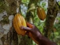 Belcolade's Cacao-Trace programme is aimed at supporting local cocoa farming communities through improved income Pic: Belcolade