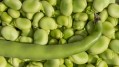 Faba beans have a bitter and astringent taste which consumers dislike Image: Getty/Ulrike Leone