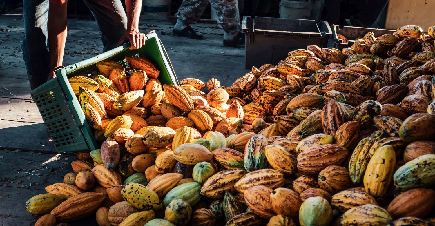 Everything-you-need-to-know-about-cocoa-for-the-year-ahead.jpg