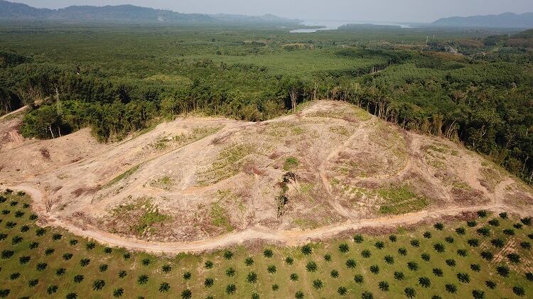 Technology-against-deforestation-Cleaning-up-supply-chains-with-satellites-maps-and-data.jpg