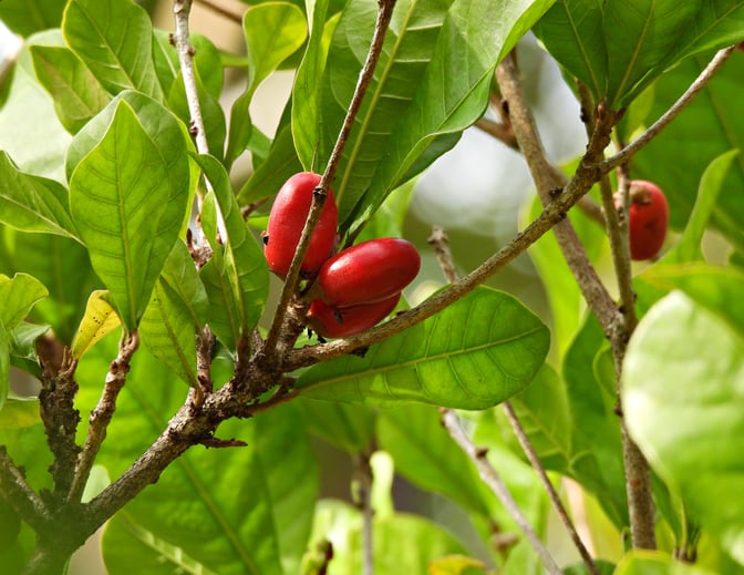 Miracle-fruit-miraculin-GettyImages-passion4nature.jpg