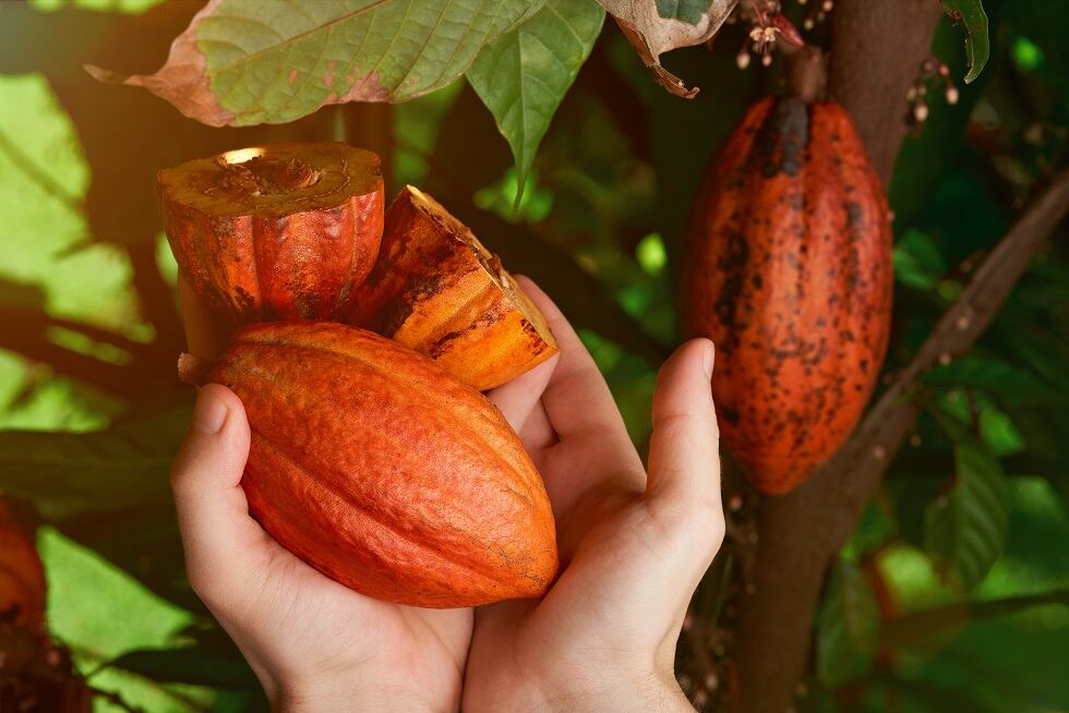 Mondelēz donates $50k materials to Ghanaian cocoa farmers union