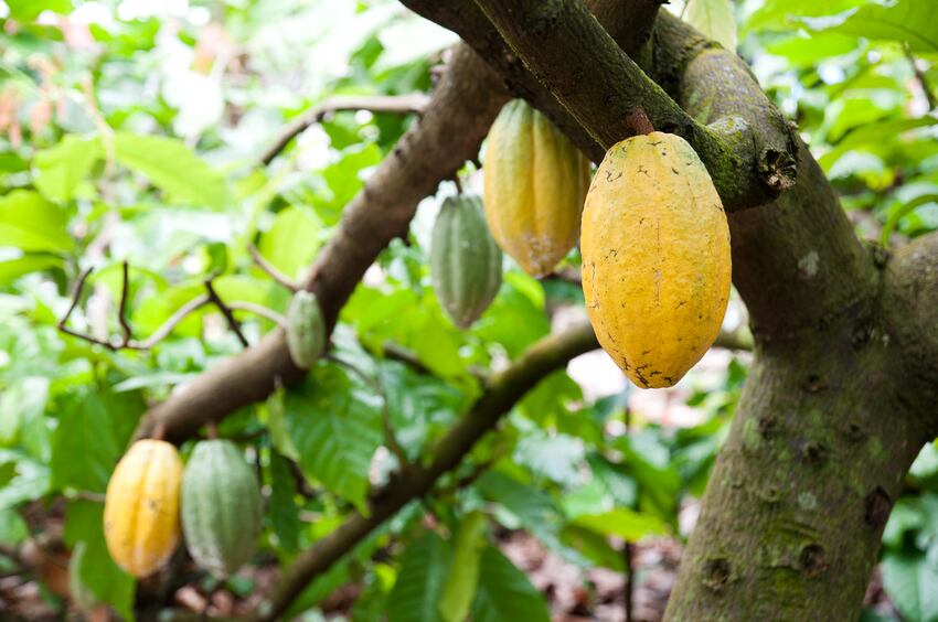 cacao-growing-on-tree-Droits-d-auteur-m-chin.jpg