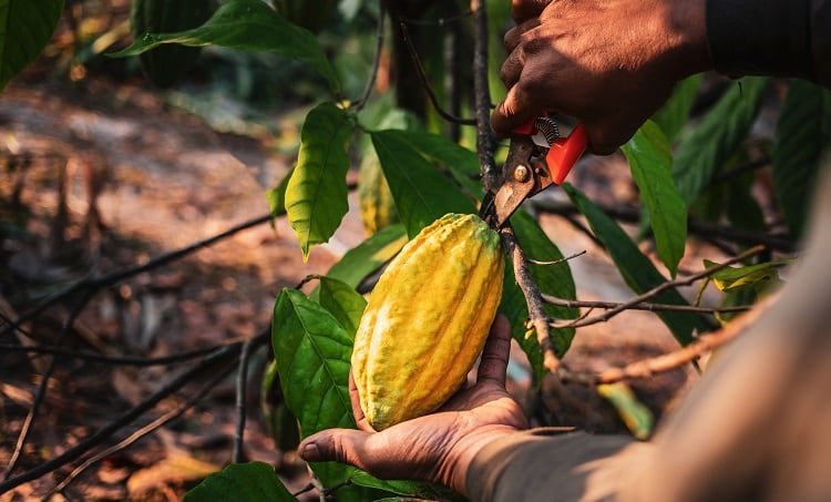cocoa-Narong-KHUEANKAEW.jpg