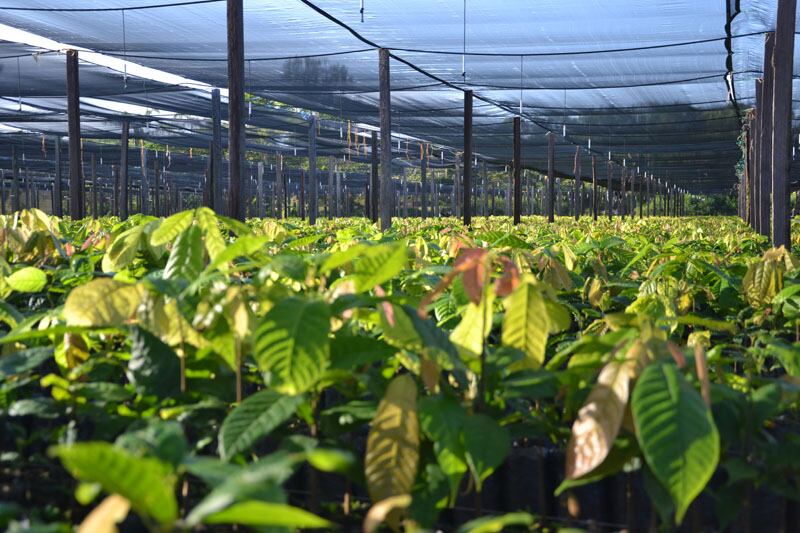 RS_cocoa-nursery-at-el-cacao.jpg