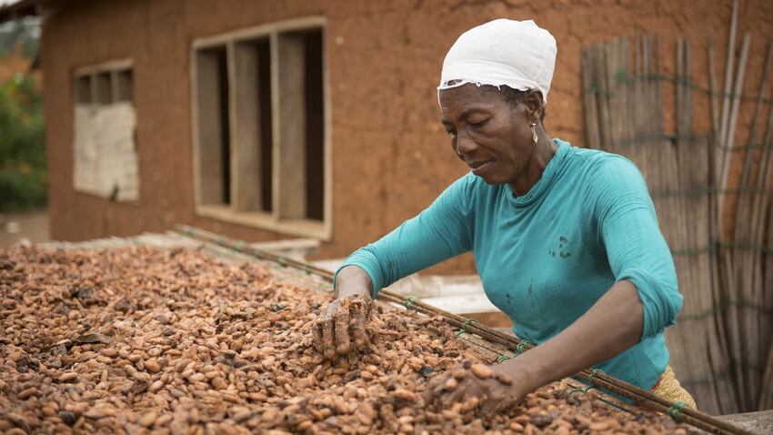 Fairtrade Foundation receives UK government grants to help cocoa farmers with COVID-19 relief