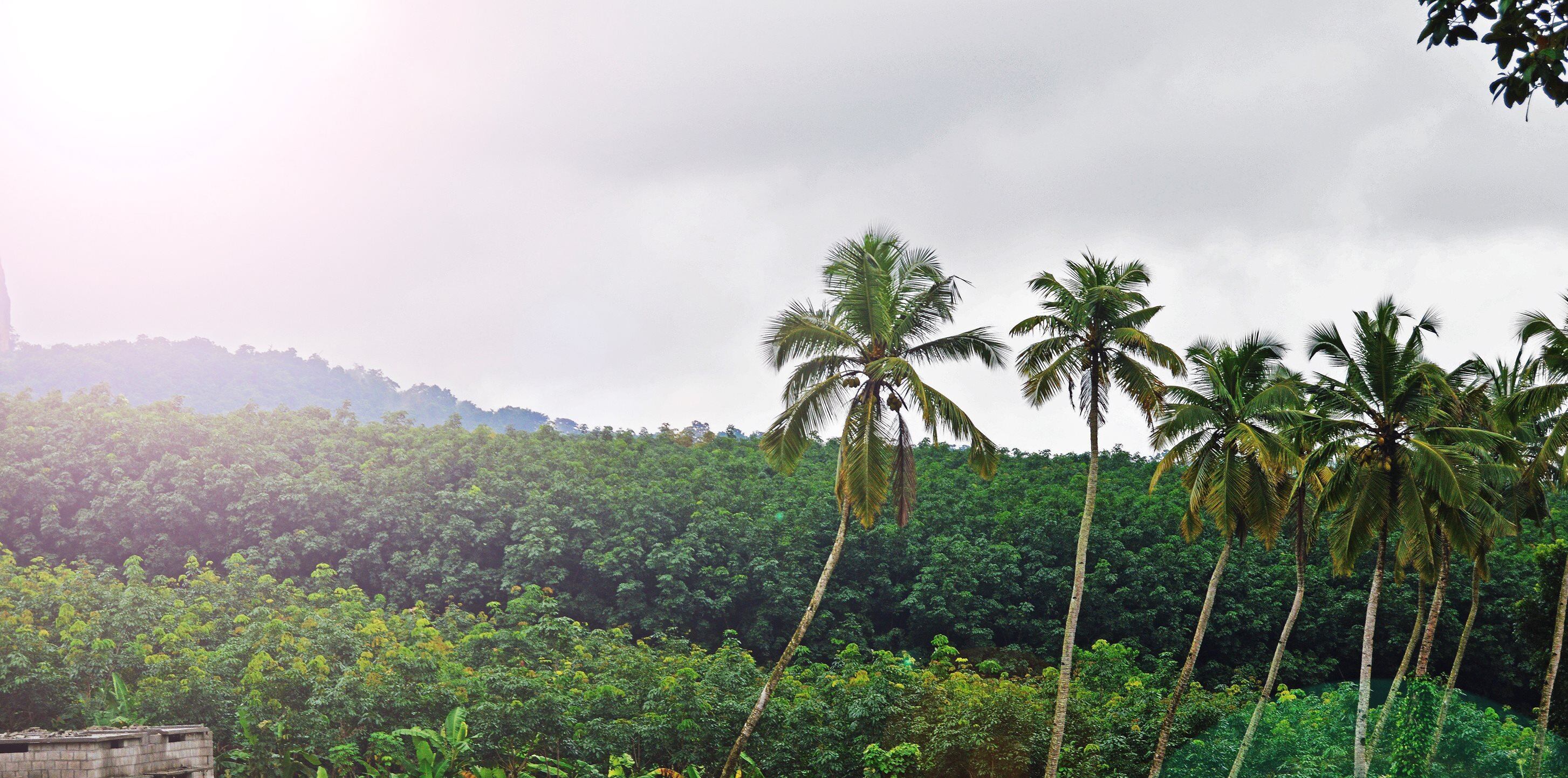 Coconut-area-mapping-and-sustainable-cocoa-farming-make-an-impact-ahead-of-Earth-Day.jpg