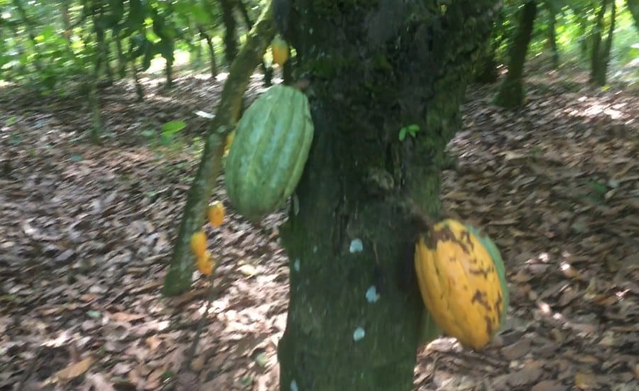 Over 55% of cocoa exports from Côte d’Ivoire ‘untraceable’, new study finds