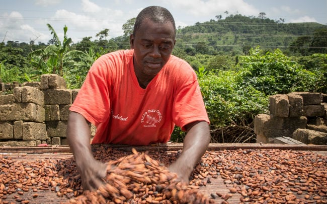 Kuapa Kokoo gives mobile phones to farmers to detect cocoa disease