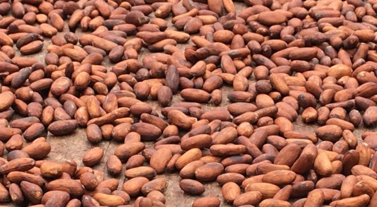 Cocoa beans remain stockpiled at Cote d'Ivoire’s ports as demand plummets