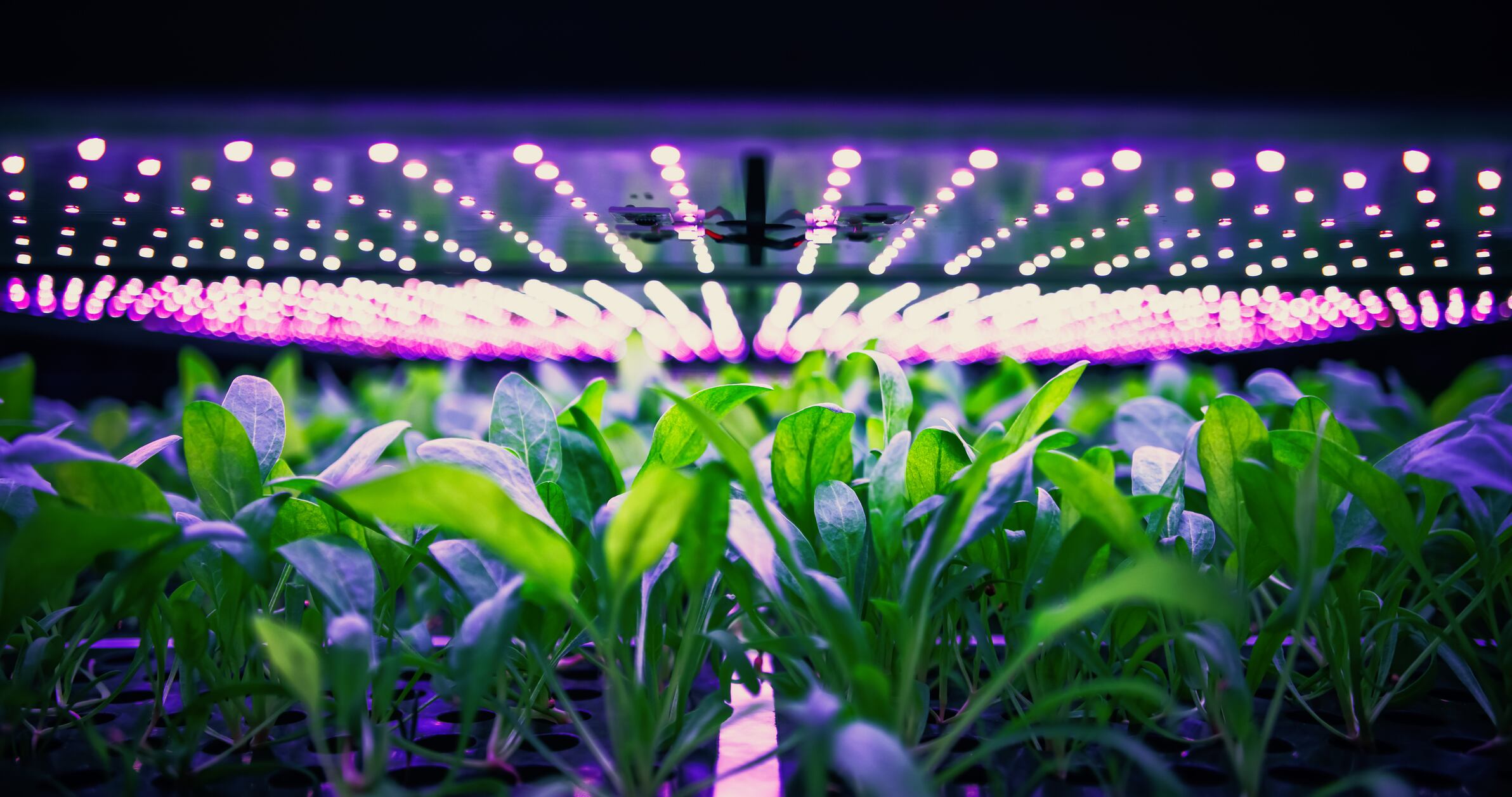 Vertical Farming Rack with Green Spinach Growing in Hydroponics System. LED Lamps Producing Ultraviolet Artificial Sunlight. Modern Agriculture Technology with Efficient Use of Renewable Energy.