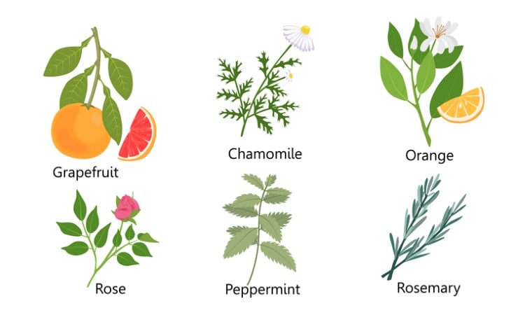 Citrus-herbs-and-botanicals-Olga-Naumova.jpg