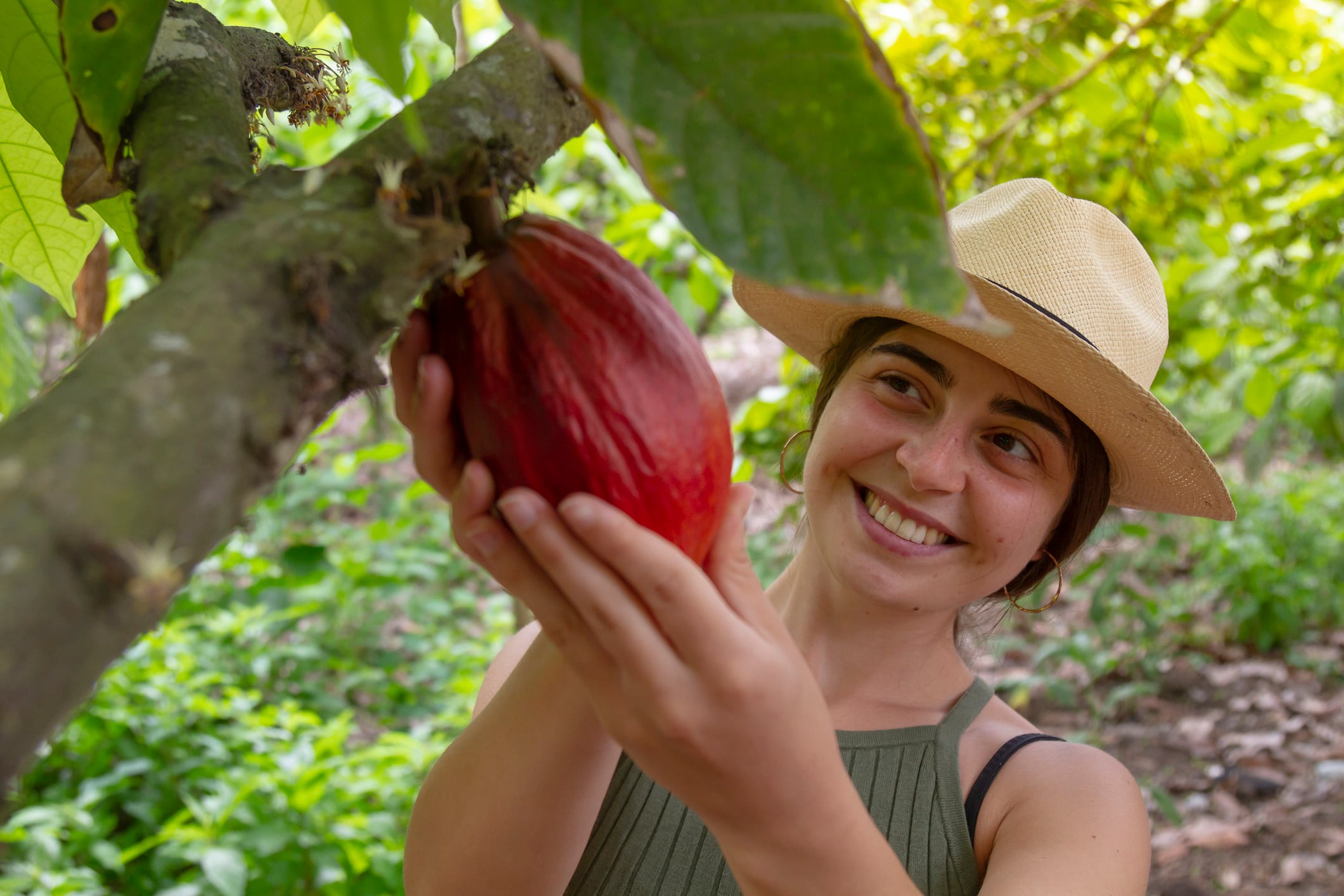 Latin America and Asia emerge as bright spots for cocoa supply in 2025