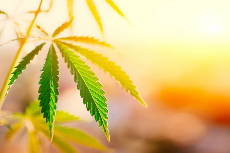 'The landscape for cannabis in food'