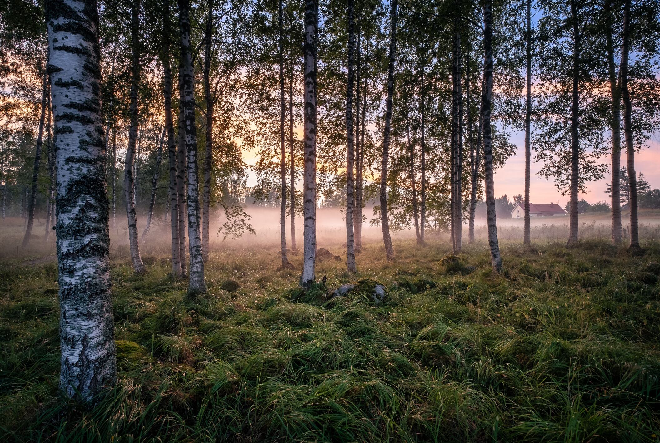 Idyllic landscape with birch forest and farm house at summer evening in Finland