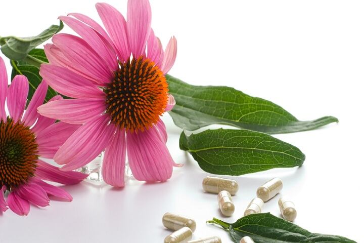 Echinacea.jpg