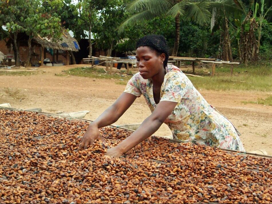 Rainforest Alliance calls for cocoa sector to help small-holder farmers with deforestation rules
