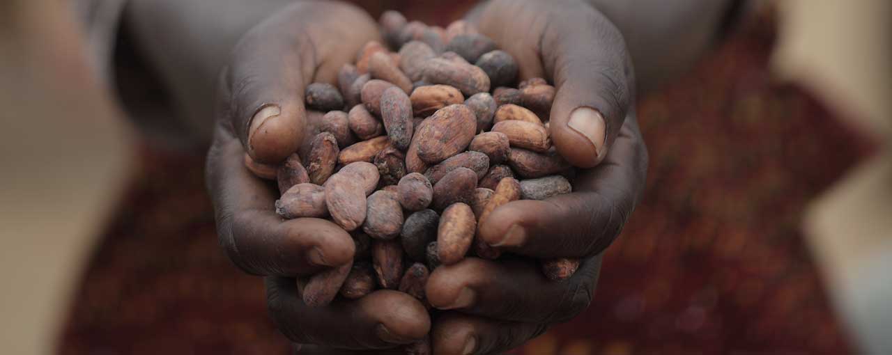Europeans willing to pay for products made with responsibly sourced cocoa, new research reveals