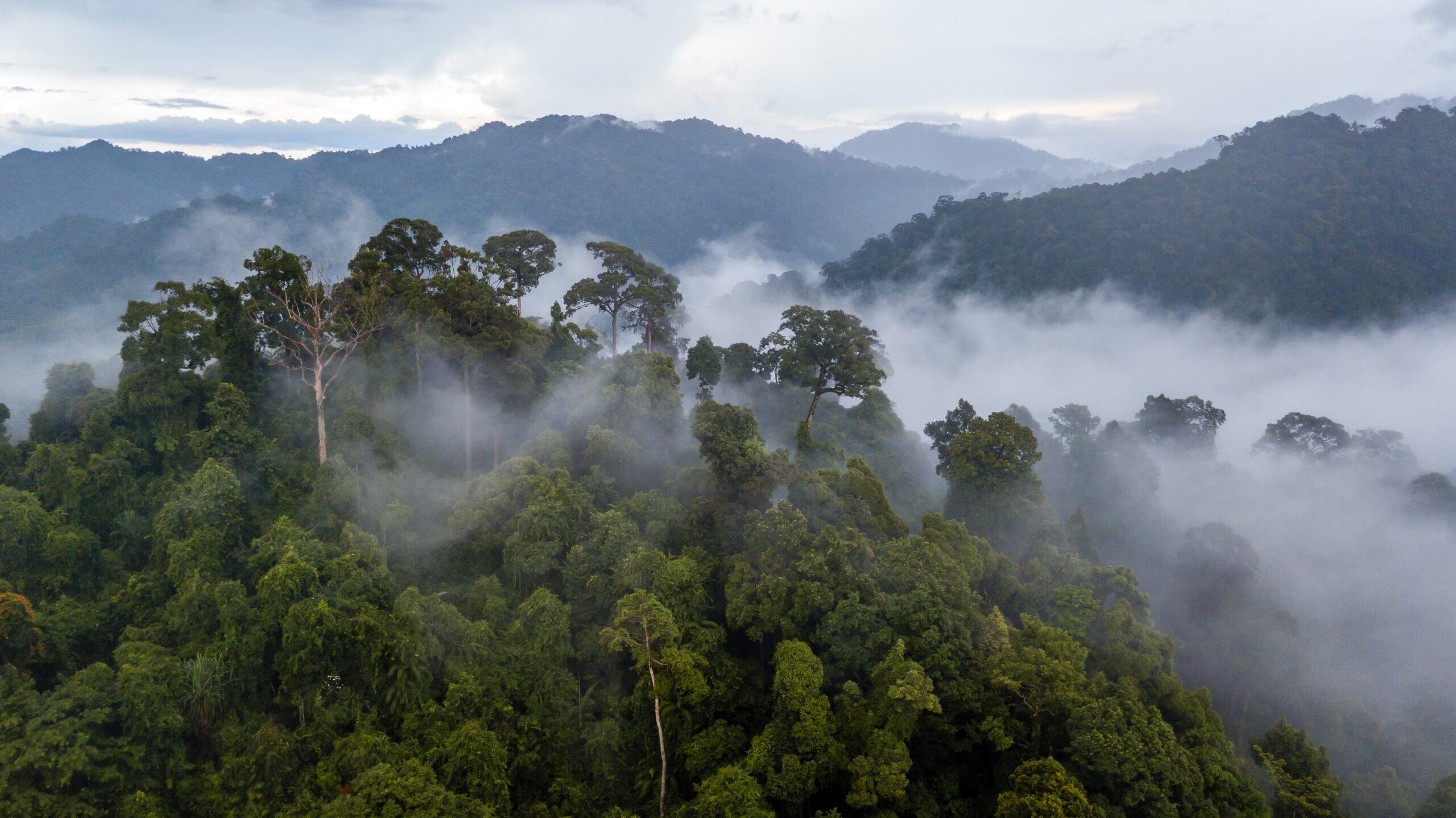 Cocoa sector put on notice as European Parliament adopts new law to fight global deforestation