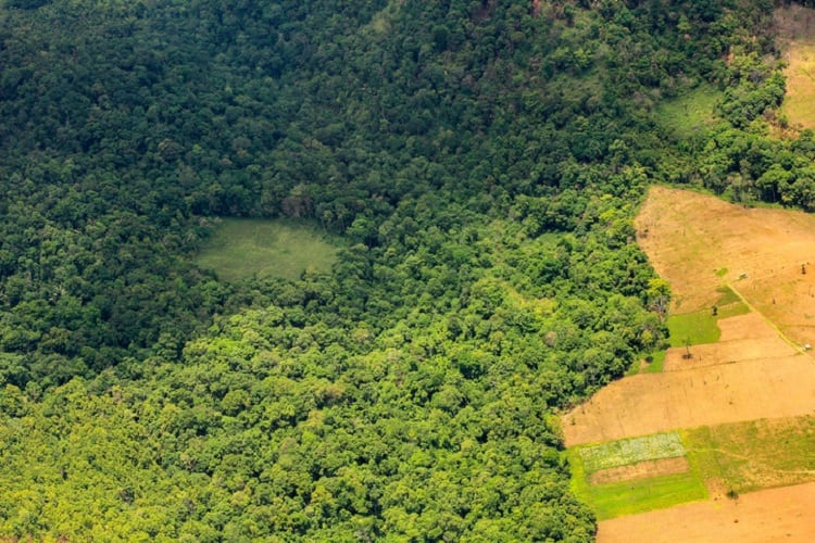 deforestation-Khlongwangchao.jpg