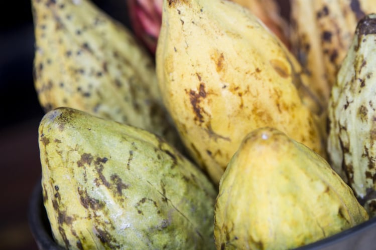 Ghanaian government to receive $600m to expand cocoa sector