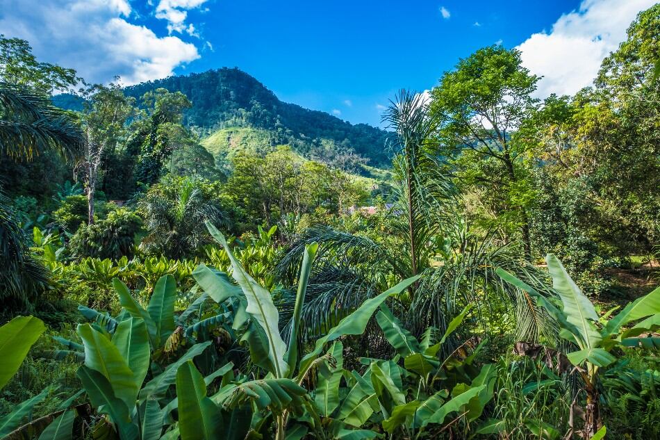 Madagascar chocolate may be a rare commodity – but it’s up there on its own in the single-origin league