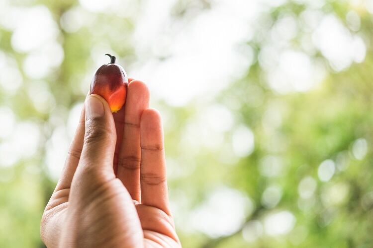 Musim Mas, AAK and Nestlé collaborate on deforestation outside concession areas