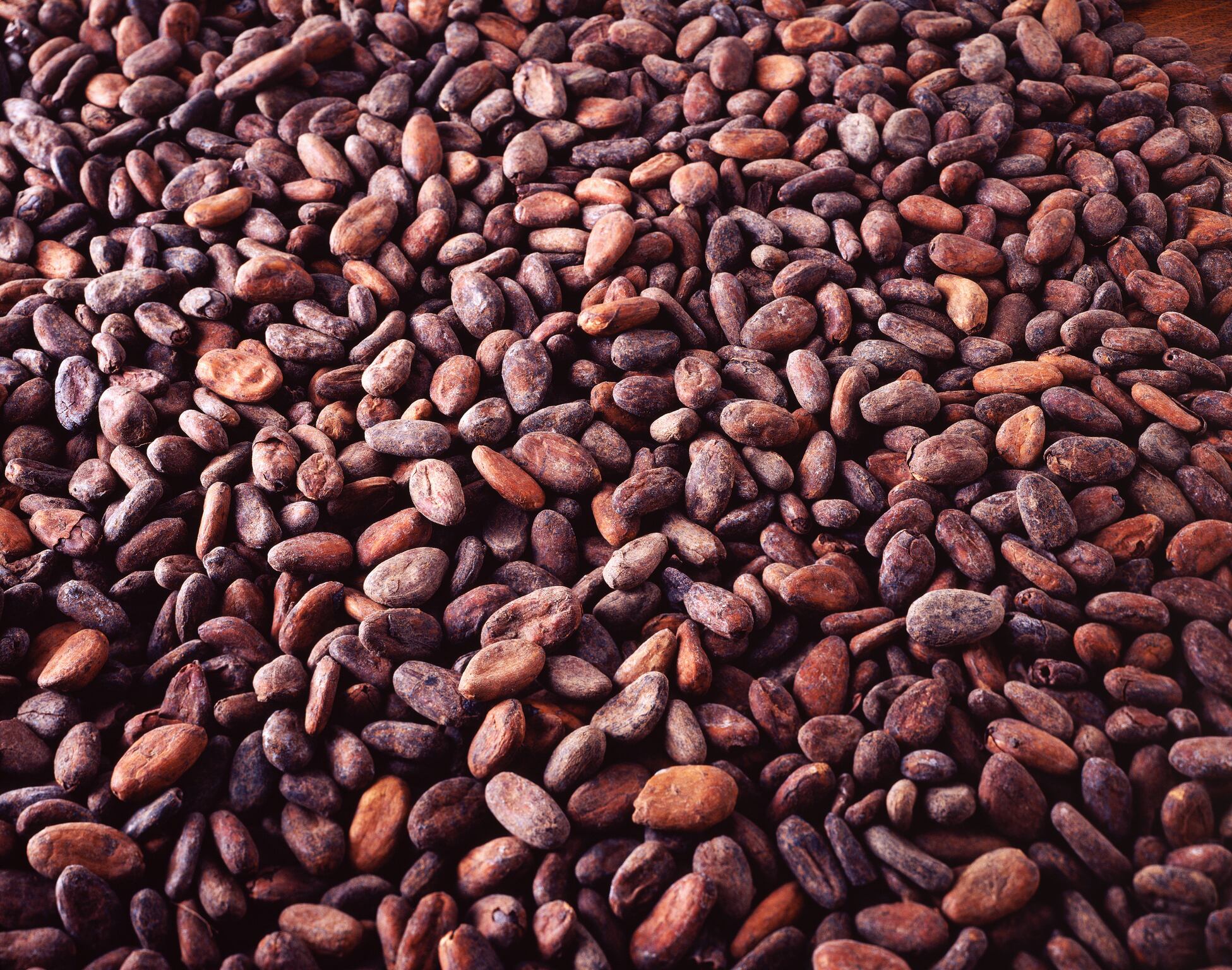 Cocoa beans