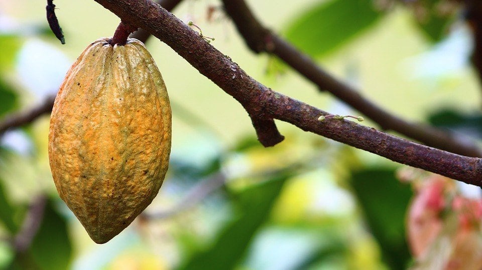 Nigeria informs ICCO of plans to increase cocoa production