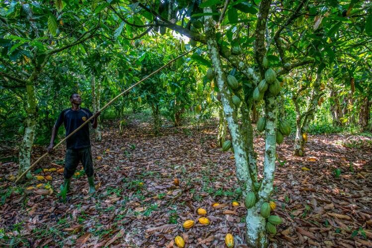 Blockchain-technology-tested-in-Cote-d-Ivoire-cocoa-sector-offers-sustainable-solution.jpg