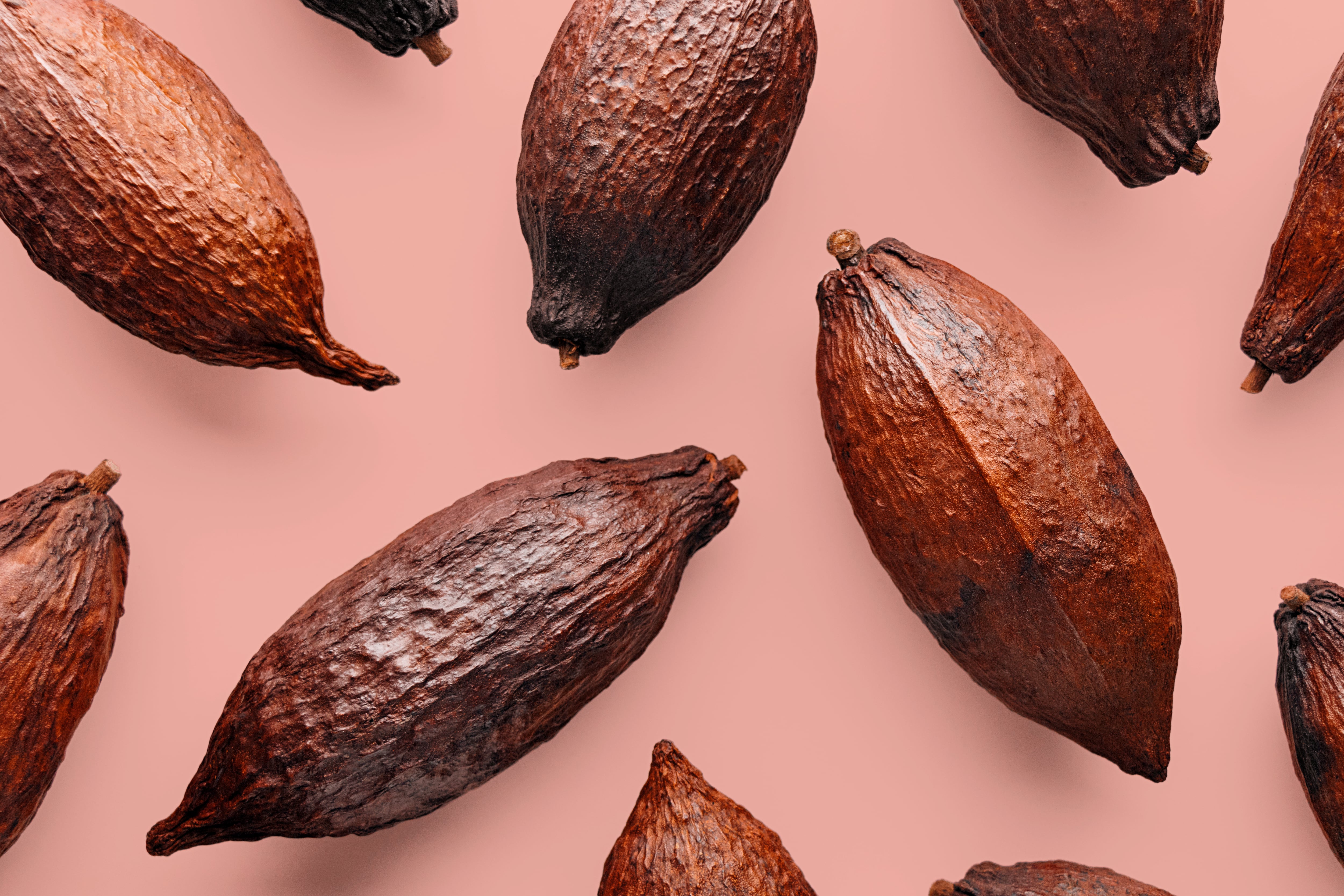 Cocoa pods on a pink background