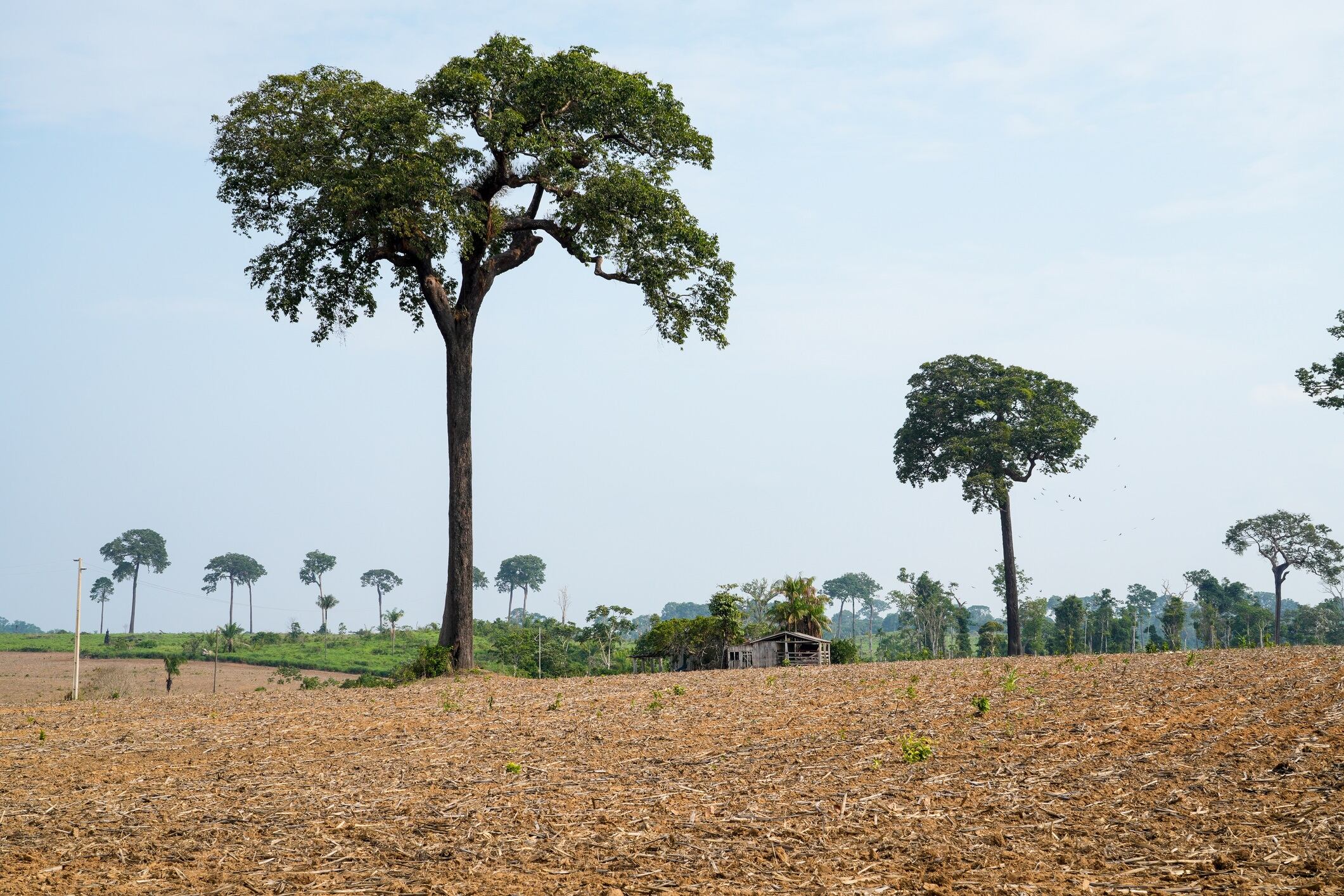 Large Brazil nut trees (Bertholletia excelsa) on soybean plantation in deforestation area in Amazon rainforest.