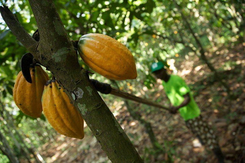 Olam Cocoa plots a new path to sustainability with its ‘Cocoa Compass’ initiative