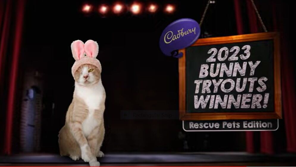 Crash the cat wins this year’s coveted Cadbury Bunny ears accolade