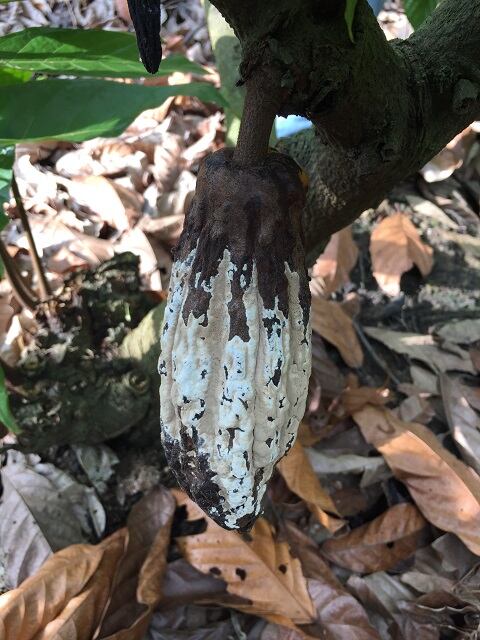 Frosty-Pod.jpg