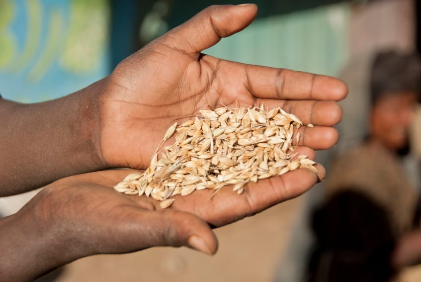 Teff_grain_Ethiopia.jpg