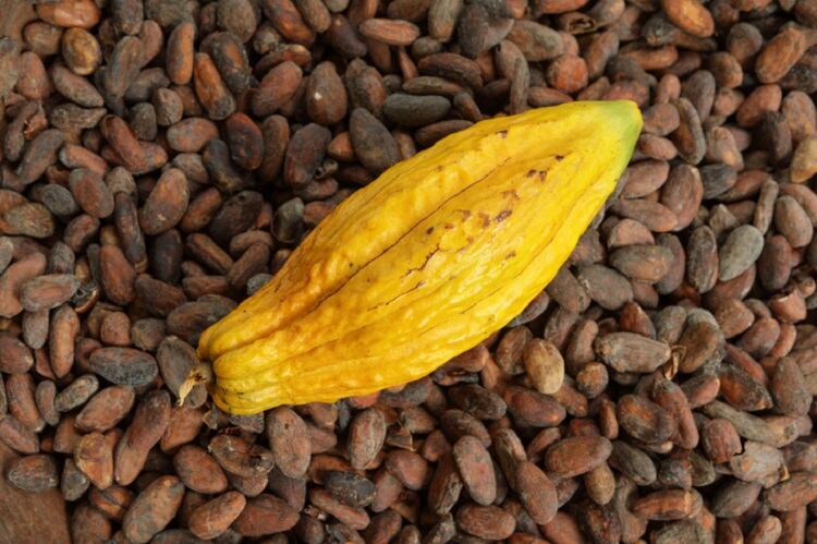 Growing single origin trend to ‘transform Colombia through chocolate’