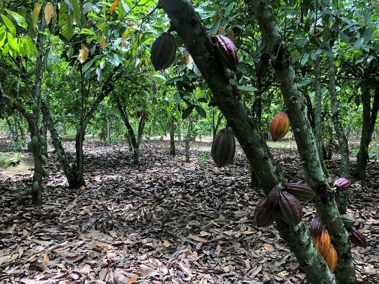 Cocoa cooperatives in Côte d'Ivoire: A conduit for collective action