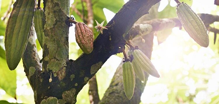 Hotel-Chocolat-The-Hotel-Plantation-Estate-5-1260x600.jpg