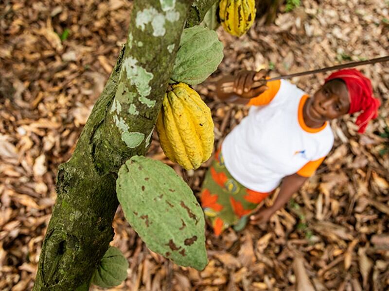 Collaboration-in-Cocoa-how-Nestle-and-the-Rainforest-Alliance-are-improving-farmer-incomes.jpg