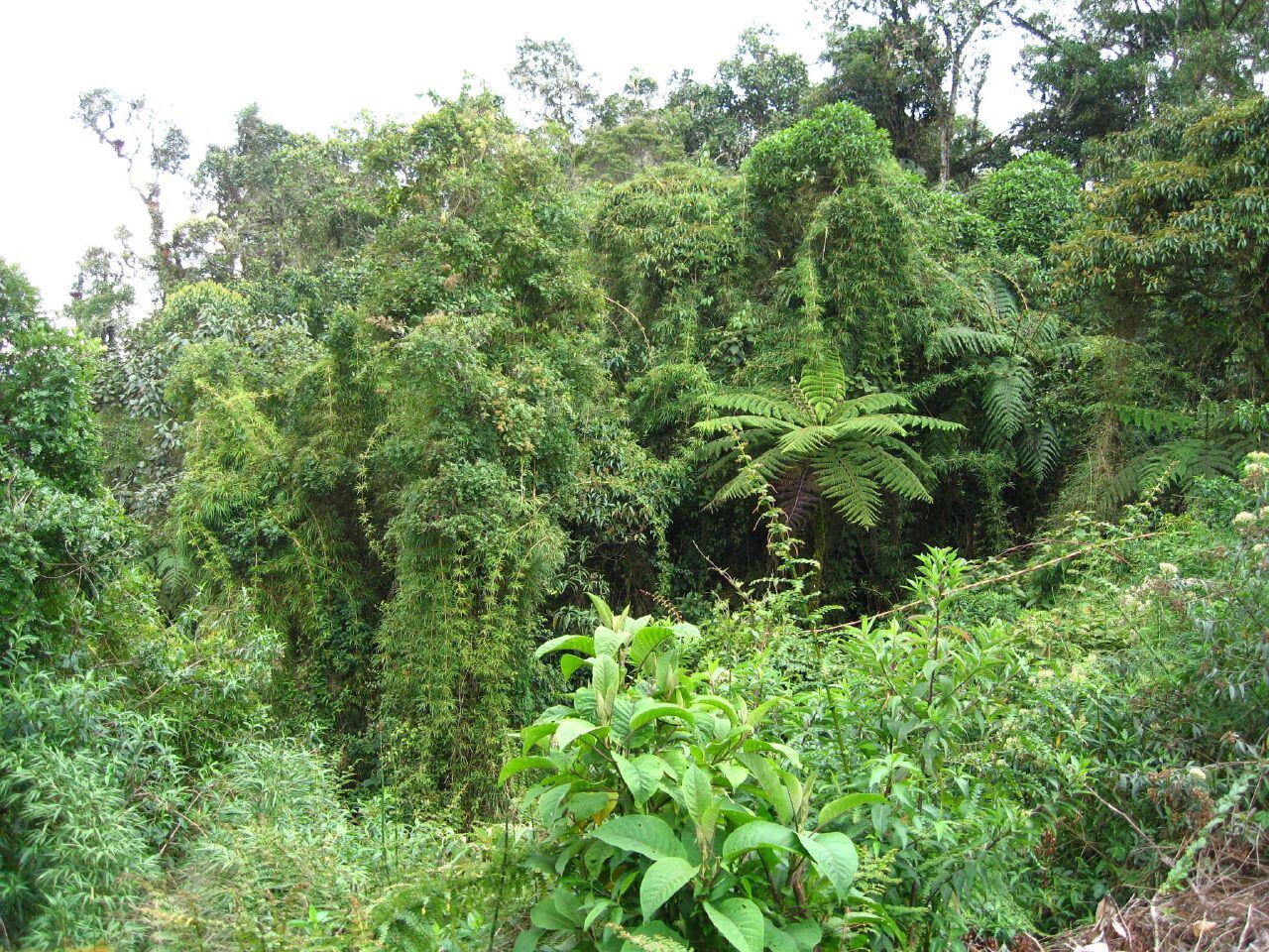 Bamboo_and_ferns_in_Peru_rainforest_.jpg