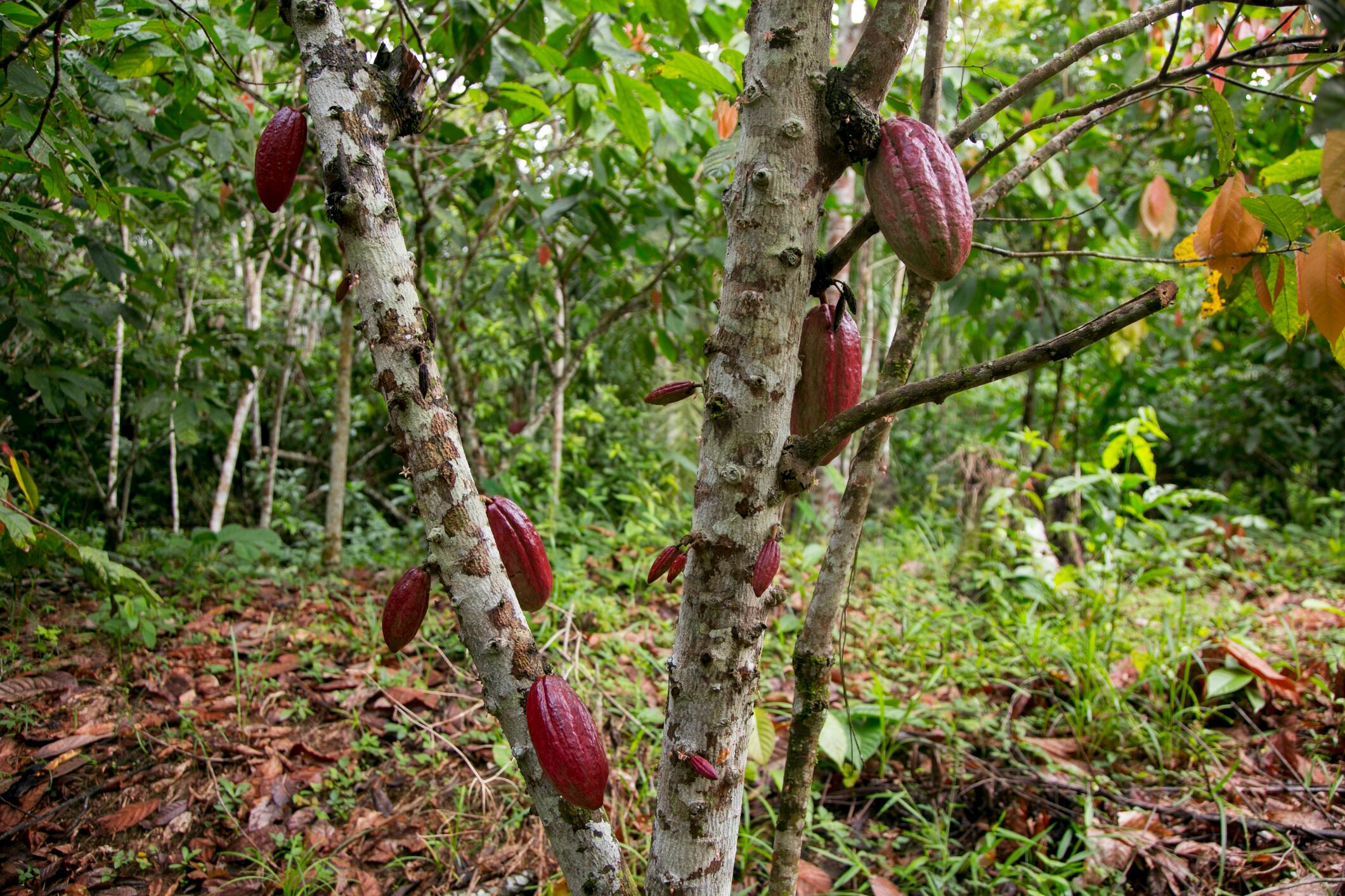 Detail of cocoa pods in an organic cocoa plantation in the Peruvian jungle in the San Martín region, near the city of Tarapoto. Al Gonzalez GettyImages